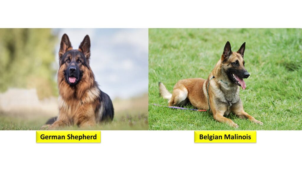 Top 10 Most Powerful Dog Breeds in the World